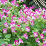 O1CN01EORFcD2JkjlsPtg75__2213216199460