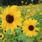 O1CN01WHlLbe2Jkjlu6eVve__2213216199460_jpg_q50_jpg