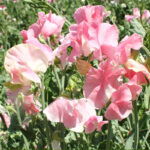 O1CN01FxaYSJ1XKXDZa82uY__6000000002905-0-cib