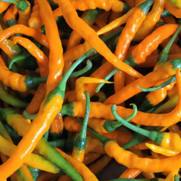 Cayenne Orange Hot Pepper Seeds