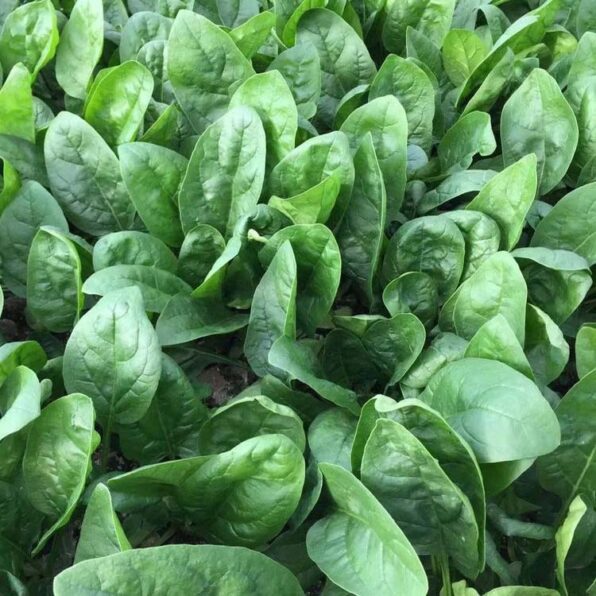 Tundra Hybrid Organic Spinach Seeds