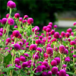 Las Vegas Purple Gomphrena Seeds