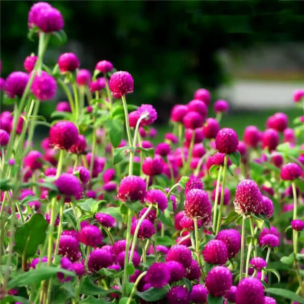 Las Vegas Purple Gomphrena Seeds