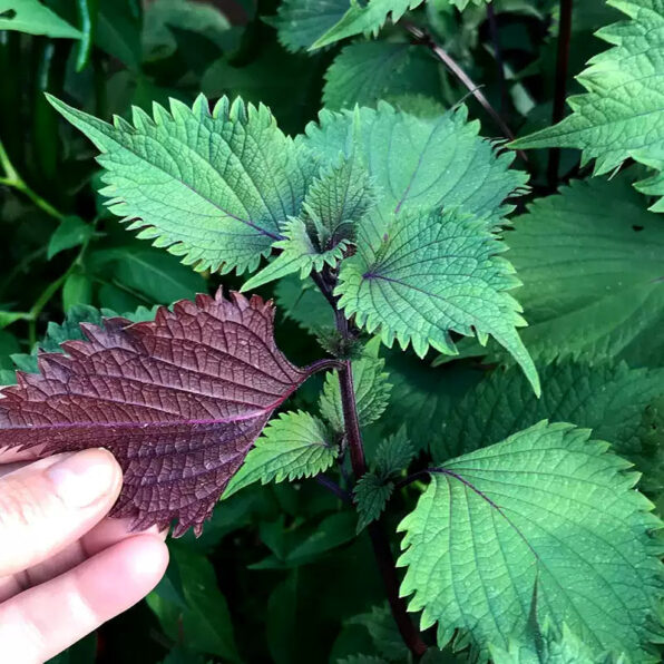Britton Shiso Seed