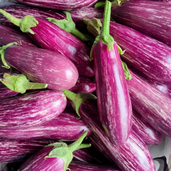 Fairy Tale Hybrid Eggplant Seeds