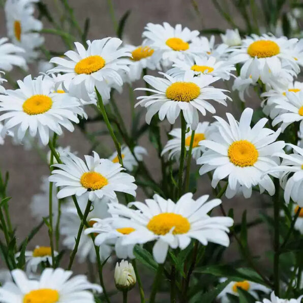 Leucanthemum 'Becky' Daisy Seeds