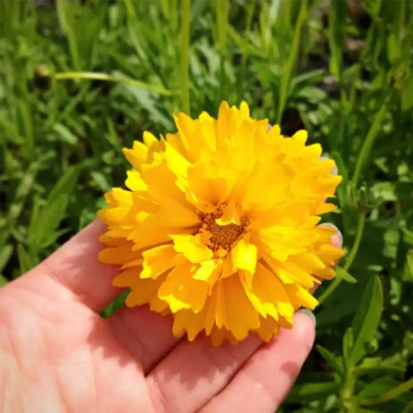 Early Sunrise Yellow Coreopsis Seeds