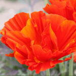 O1CN011crYSp2JkjasYn9Qj__2213216199460_jpg_q30_jpg