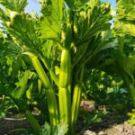 O1CN01HvbZuQ1LrGS89bsrJ__2217086011352