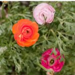 ranunculus-porcelaine-rit-3