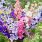 Lovers' Mix Organic Larkspur Seeds