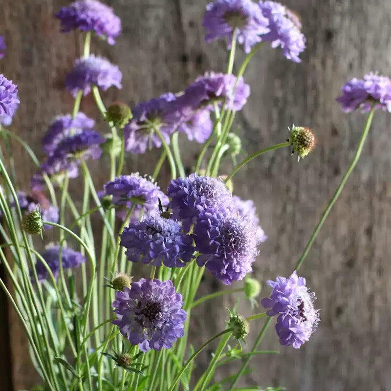 O1CN01pQWXn42JkjgTwjmpt__2213216199460_jpg_q50_jpg