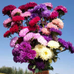 aster-duchess-mix-noa-1