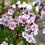 Mystery Rose Cynoglossum Seed