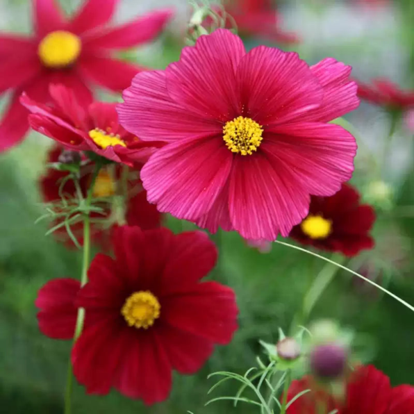 'Rubenza' Cosmos Seeds