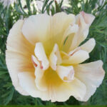 O1CN011crYSp2JkjasYn9Qj__2213216199460_jpg_q30_jpg