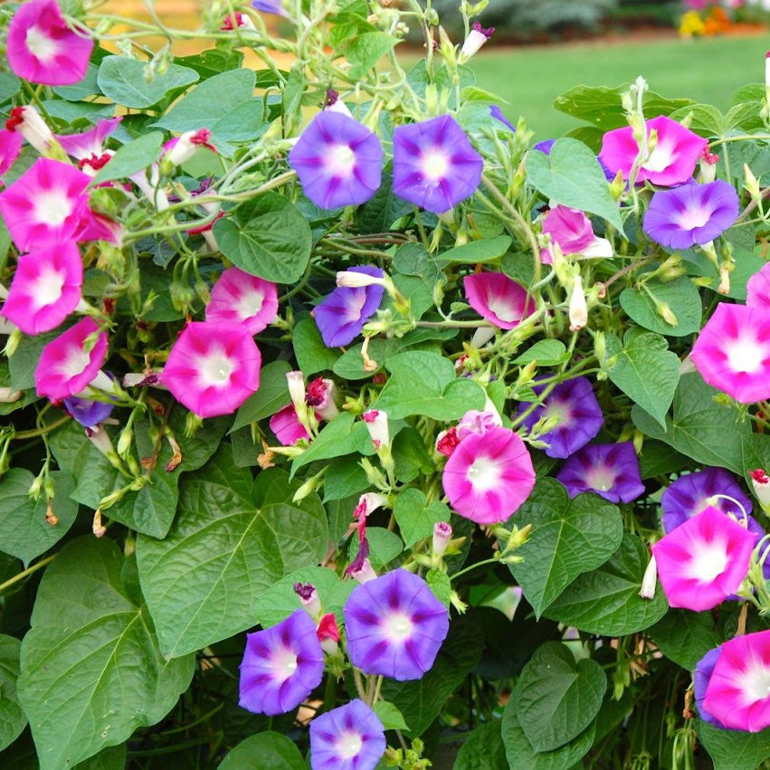 O1CN01pilrfs2JkjXBtvlsv__2213216199460