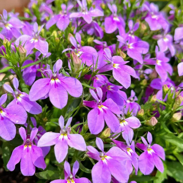 Crystal Palace Lobelia Seeds