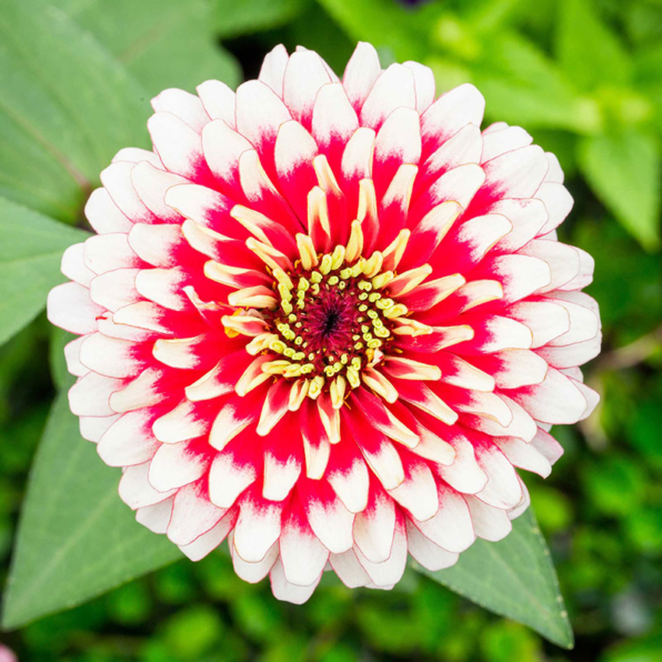 'Aztec Sunset Improved' Mix Zinnia Seeds