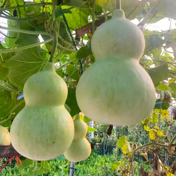 Giant Bottle Gourd Seeds
