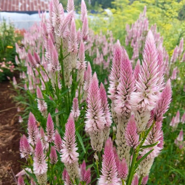 Flamingo Feather Celosia Seed