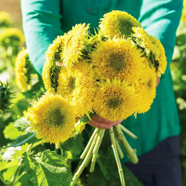 Superted Hybrid Sunflower Seeds