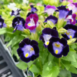 O1CN01Q4rhCn2JkjaDRAT3T__2213216199460_jpg_q50_jpg