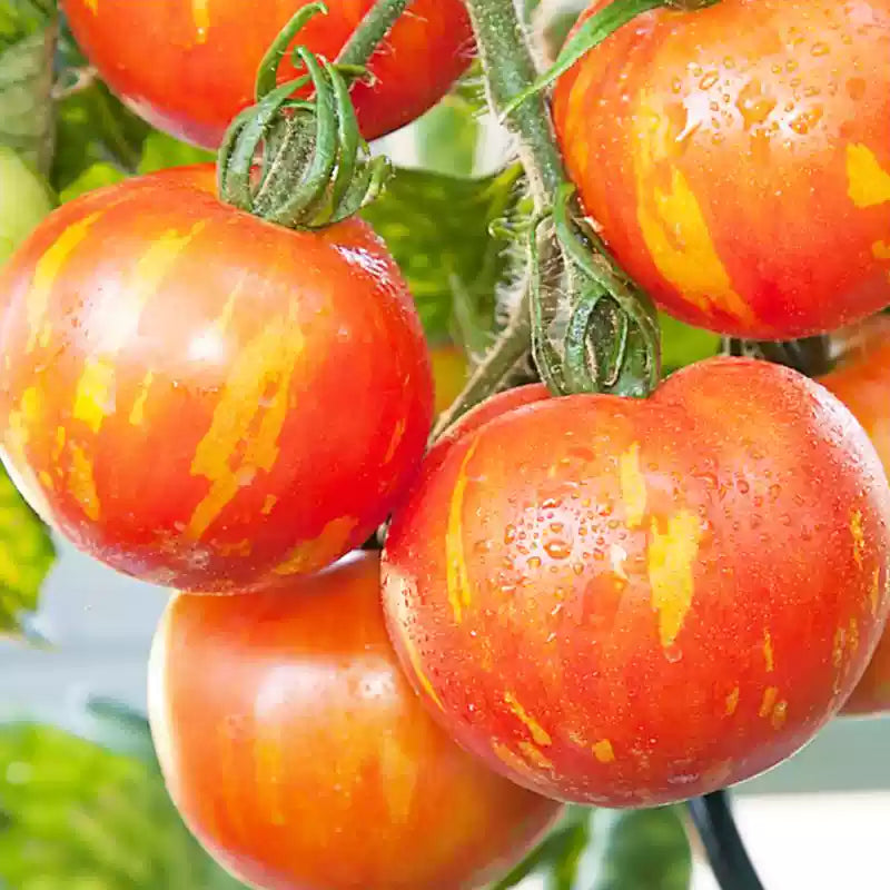 O1CN01q9kohP2JkjaQ7xQ0T__2213216199460_jpg_q30_jpg