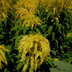 O1CN01dgwQWG1sdryHf8VlO__2213260295790_jpg_q30_jpg