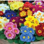 primrose-danova-mix-bal-1