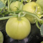 O1CN01qO4f2E1yVWfWt9lO7__2212650146584_jpg_q50_jpg