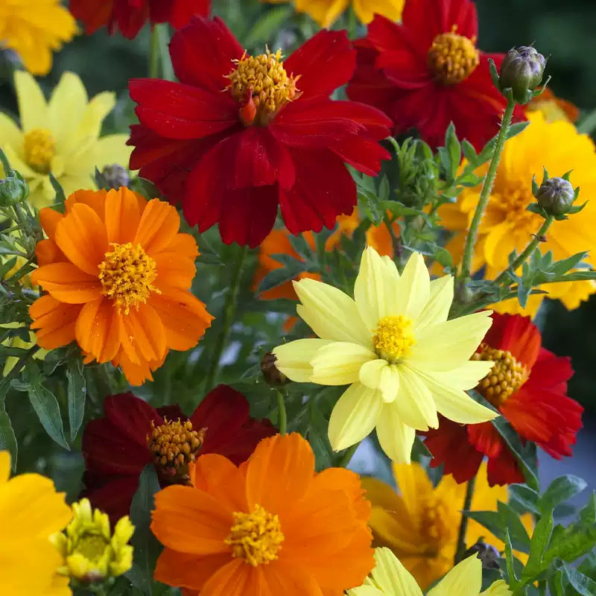 Polidor Sulphur Mix Cosmos Seeds