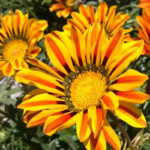 O1CN01qdCXGD2BdOJTUe1UZ__2044468361-0-cib_1