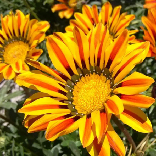 Yellow Flame Hybrid Gazania Seeds