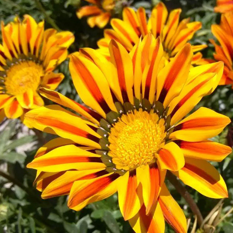 O1CN01qdCXGD2BdOJTUe1UZ__2044468361-0-cib_1