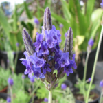 O1CN01YO1ozL2JkjWeRpBR6__2213216199460