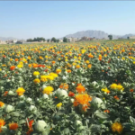 O1CN018jXFwW1G4e0YSMo4R__405560569_jpg_q50_jpg