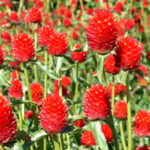 O1CN019cE80F2JkjlVAgSMp__2213216199460_jpg_q30_jpg_cba91eb5-2adc-4a08-80d9-8d084c4b3551