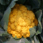 O1CN01R5MchR1JMumpu7Utv__2601171015