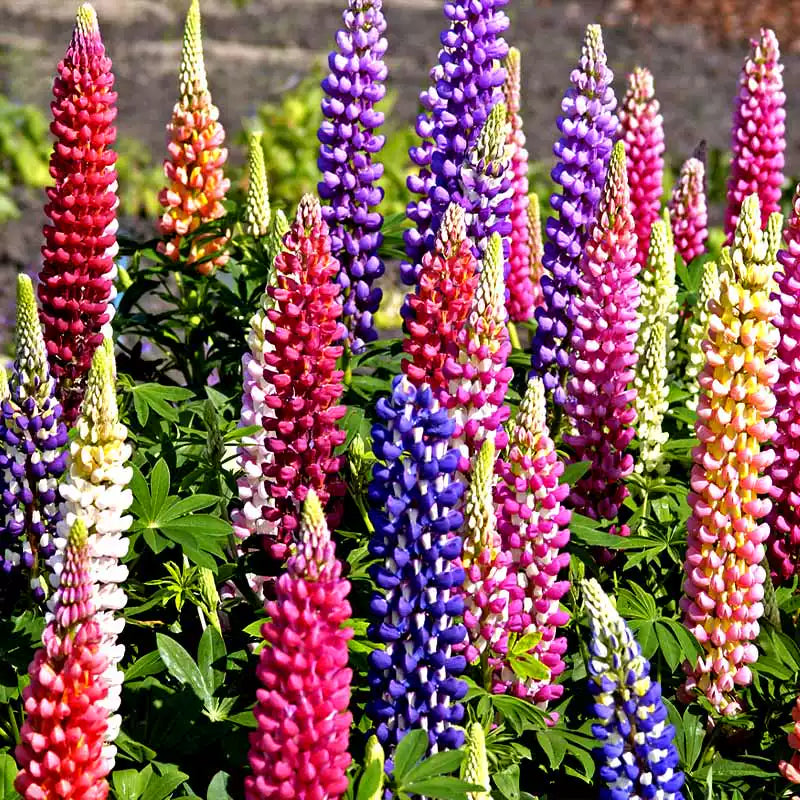 O1CN01rKNKeT2JkjlcgSs2F__2213216199460_jpg_q50_jpg