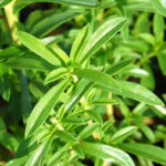 Mountain Mint Herb Seed