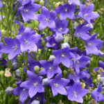 O1CN01e7Sspx2Jkjm1IZMdx__2213216199460