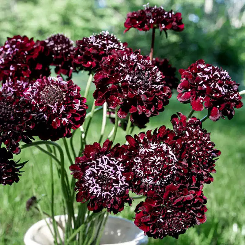 O1CN01rpc9UH2JkjlsKGfss__2213216199460_jpg_q50_jpg