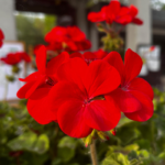 geranium-maverick-mix-bal-2