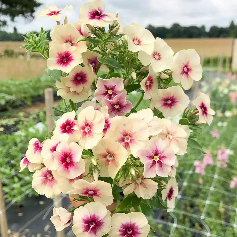 O1CN01rxc3kk2JkjargPs7C__2213216199460_jpg_q50_jpg