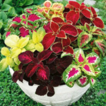 O1CN01jwERPu2JkjlPNr41S__2213216199460_jpg_q50_jpg