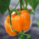 Orange Blaze Hybrid Pepper Seeds