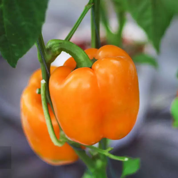 Orange Blaze Hybrid Pepper Seeds