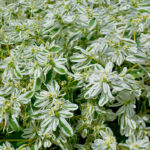 O1CN01dJaUnQ2BdOQAC0hxD__2044468361-0-cib