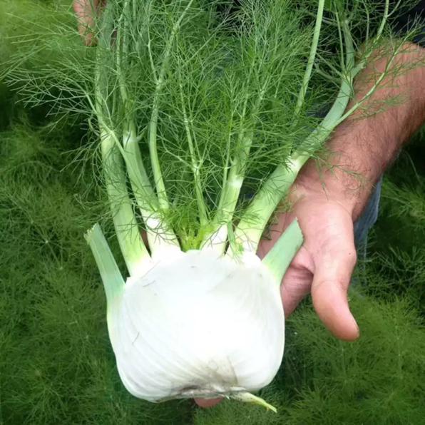 Dragon (F1) Fennel Seed